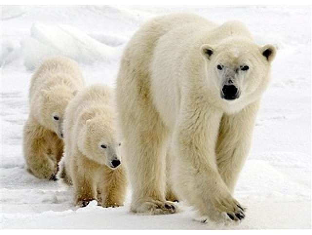 北极熊3.jpeg