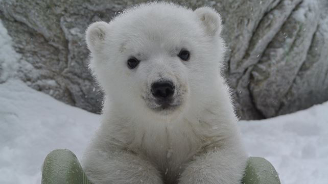 北极熊121.jpg